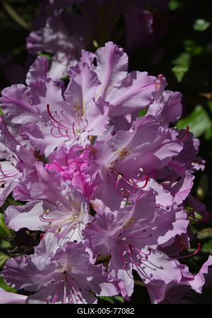 Jeli arborétum-stock-foto