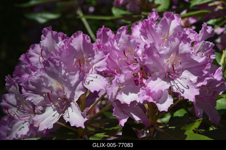 Jeli arborétum-stock-foto