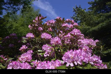 Jeli arborétum-stock-foto
