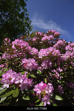 Jeli arborétum-stock-foto
