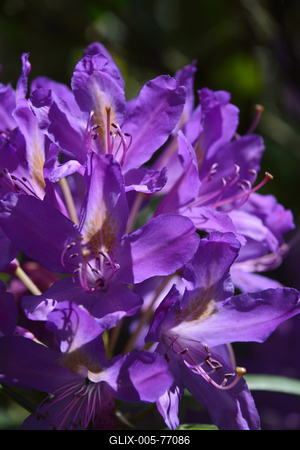 Jeli arborétum-stock-foto