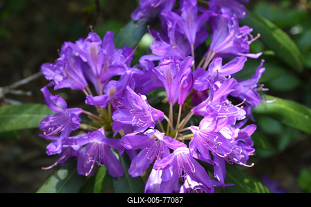 Jeli arborétum-stock-foto