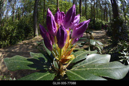 Jeli arborétum-stock-foto