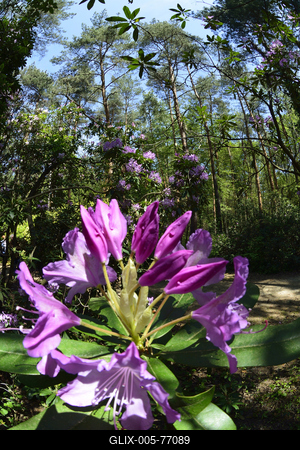 Jeli arborétum-stock-foto
