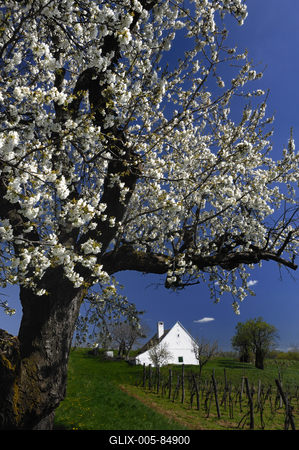 Mencshely-stock-foto