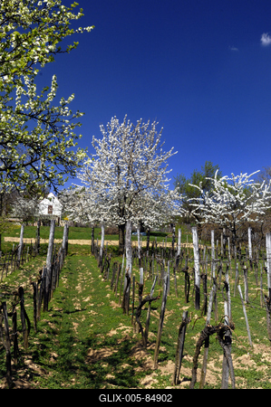 Mencshely-stock-foto