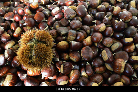 Szelíd gesztenye-stock-foto