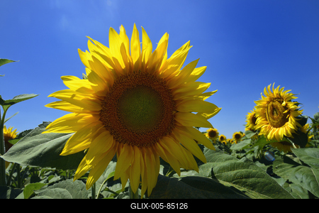 Kunhegyes-stock-foto