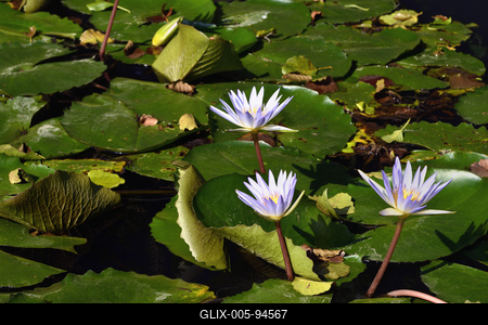 Miskolctapolca-stock-foto