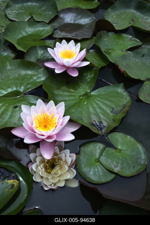 Gyopárosfürdő-stock-foto