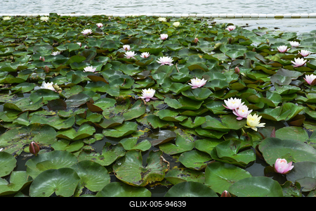 Gyopárosfürdő-stock-foto