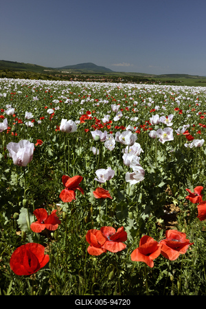 Nógrádi táj-stock-foto