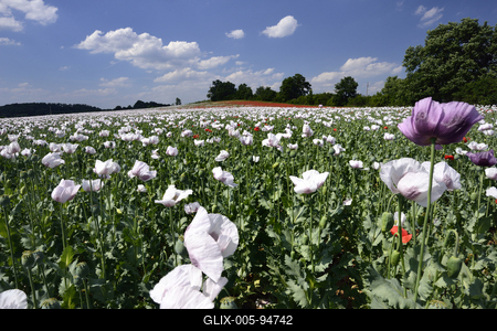 Nógrádi táj-stock-foto