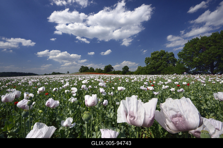 Nógrádi táj-stock-foto
