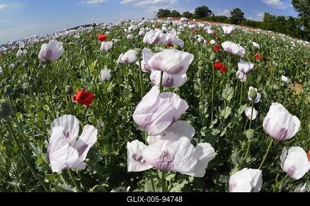 Nógrádi táj-stock-foto