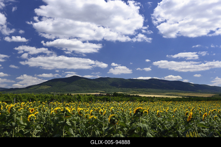Virágzik a napraforgó a Cserhátban.-stock-foto