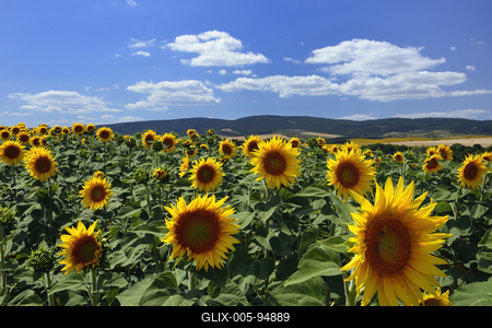 Virágzik a napraforgó a Cserhátban.-stock-foto