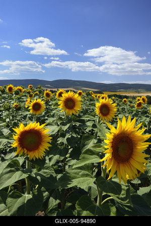Virágzik a napraforgó a Cserhátban.-stock-foto