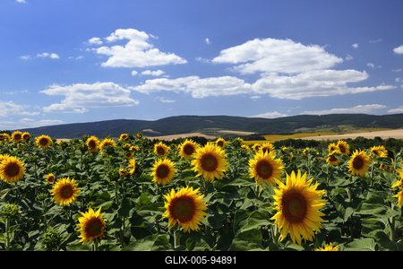 Virágzik a napraforgó a Cserhátban.-stock-foto