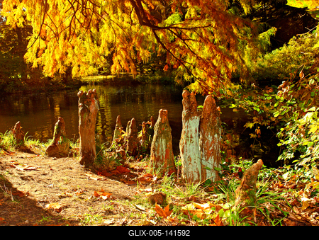 Alcsútdobozi Arborétum-stock-foto