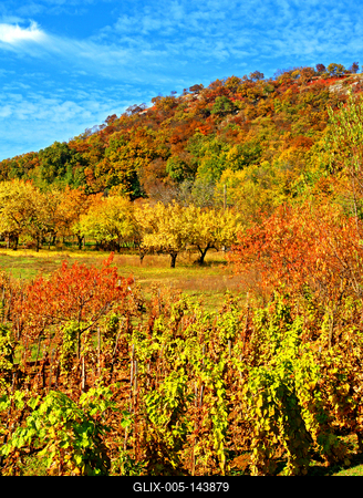Ősz a Móri borvidéken-stock-foto