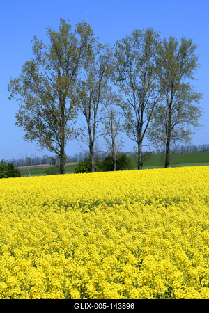 Virágzó repce-stock-foto