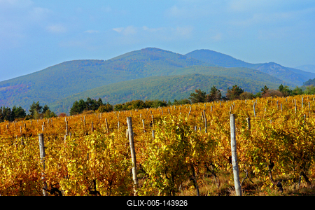 Szőlő tőkék a Bükkalján-stock-foto
