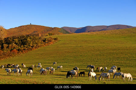 Szilvásvárad, lipicai lovak-stock-foto