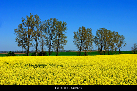 Repcevirágzás-stock-foto