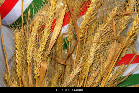 Kalász nemzeti színű szalaggal-stock-foto