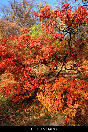 Budapest, ősz a Gellérthegyen-stock-foto
