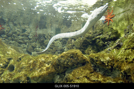 Akvárium a budapesti állatkertben-stock-foto