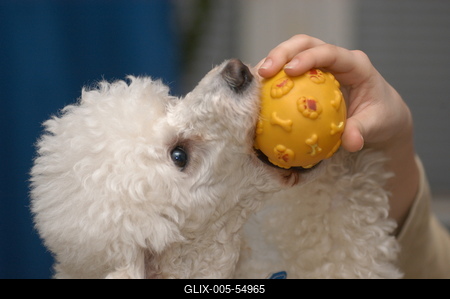 Kutya a családban-stock-foto