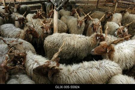 Rackajuhok-stock-foto