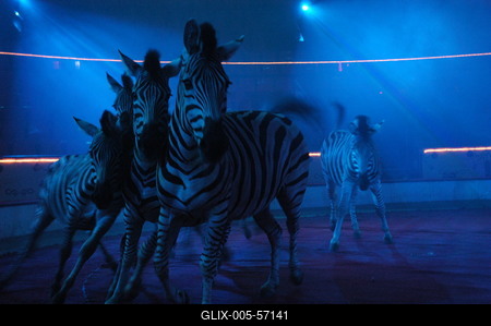 Fővárosi Nagycirkusz-stock-foto