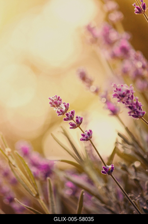 Levendula (Lavandula)-stock-foto