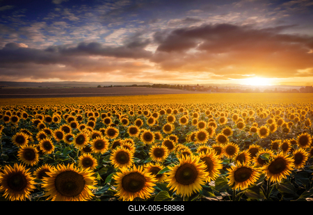 Napraforgómező-stock-foto