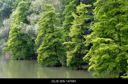 Szarvas, mocsári ciprusok a Holt-Körös partján-stock-foto