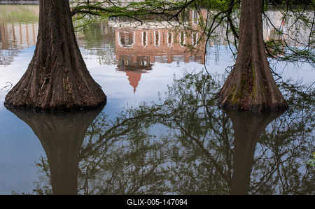 Szarvas, mocsári ciprusok a Holt-Körös partján-stock-foto