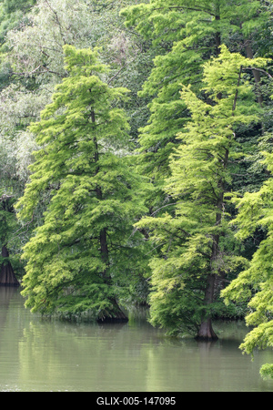Szarvas, mocsári ciprusok a Holt-Körös partján-stock-foto