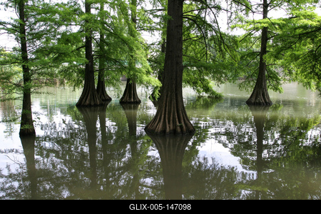 Szarvas, mocsári ciprusok a Holt-Körös partján-stock-foto
