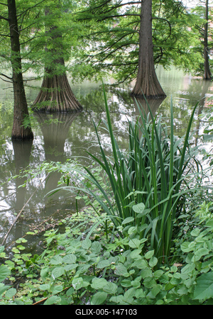 Szarvas, mocsári ciprusok a Holt-Körös partján-stock-foto