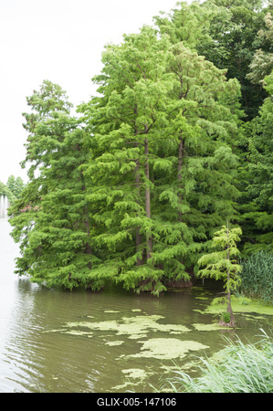 Szarvas, mocsári ciprusok a Holt-Körös partján-stock-foto