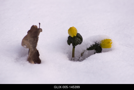 Winter cemetery-stock-foto