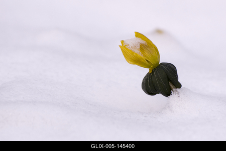 Winter cemetery-stock-foto