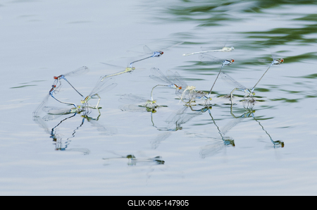 Dragonfly from Hungary-stock-foto