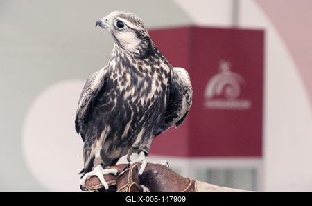 XX. Karcagi Birkafõzõ Fesztivál-stock-foto