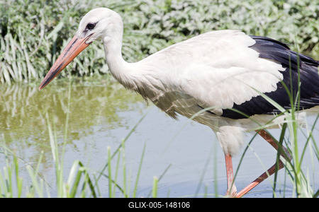 White stork (Ciconia ciconia)-stock-foto