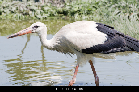 White stork (Ciconia ciconia)-stock-foto