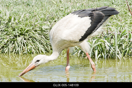 White stork (Ciconia ciconia)-stock-foto